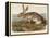 Texian Hare (Lepus Texianus), 1848 (Hand-Coloured Lithograph)-John James Audubon-Framed Premier Image Canvas