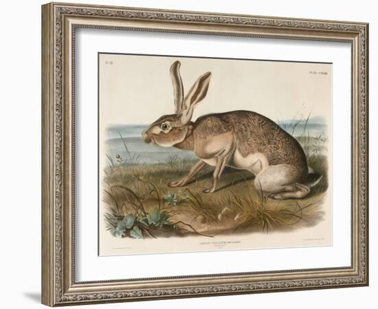 Texian Hare (Lepus Texianus), 1848 (Hand-Coloured Lithograph)-John James Audubon-Framed Giclee Print