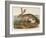 Texian Hare (Lepus Texianus), 1848 (Hand-Coloured Lithograph)-John James Audubon-Framed Giclee Print