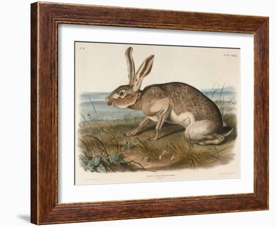 Texian Hare (Lepus Texianus), 1848 (Hand-Coloured Lithograph)-John James Audubon-Framed Giclee Print