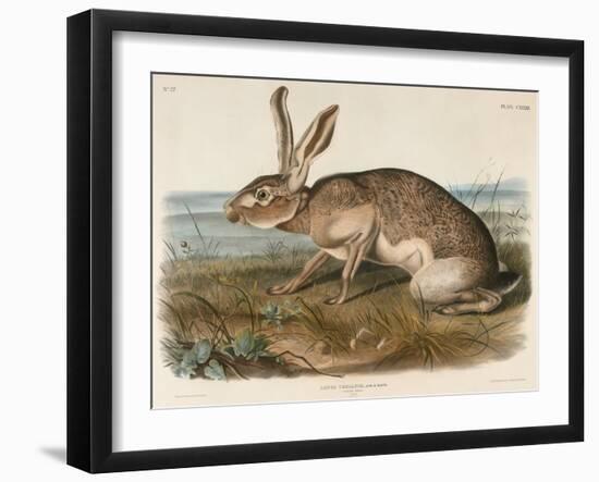 Texian Hare (Lepus Texianus), 1848 (Hand-Coloured Lithograph)-John James Audubon-Framed Giclee Print
