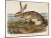 Texian Hare (Lepus Texianus), 1848 (Hand-Coloured Lithograph)-John James Audubon-Mounted Giclee Print