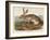 Texian Hare (Lepus Texianus), 1848 (Hand-Coloured Lithograph)-John James Audubon-Framed Giclee Print