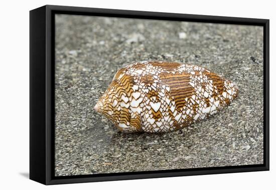 Textile Cone Shell (Conus Textile) On Beach, A Highly Venomous Species, Borneo-Chris Mattison-Framed Premier Image Canvas