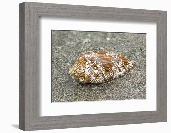 Textile Cone Shell (Conus Textile) On Beach, A Highly Venomous Species, Borneo-Chris Mattison-Framed Photographic Print