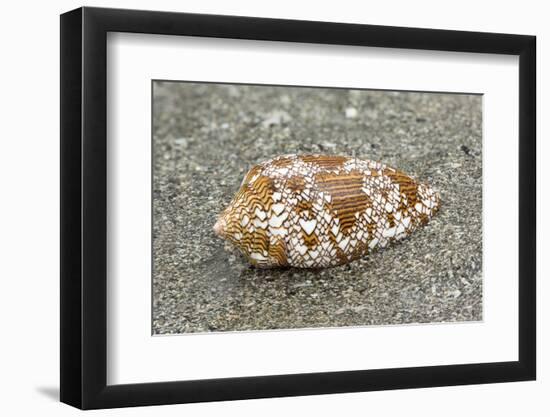 Textile Cone Shell (Conus Textile) On Beach, A Highly Venomous Species, Borneo-Chris Mattison-Framed Photographic Print