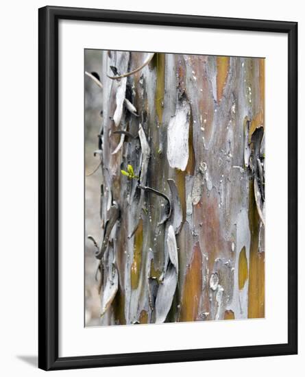 Texture and Patterns in Tree Near Sedona, Arizona, USA-Diane Johnson-Framed Photographic Print