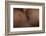 Texture of Human Skin. close up of African-American Male Body-master1305-Framed Photographic Print