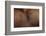 Texture of Human Skin. close up of African-American Male Body-master1305-Framed Photographic Print