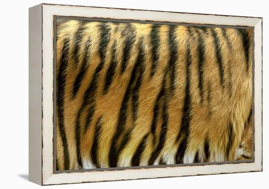 Texture of Real Tiger Skin-byrdyak-Framed Premier Image Canvas
