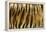 Texture of Real Tiger Skin-byrdyak-Framed Premier Image Canvas