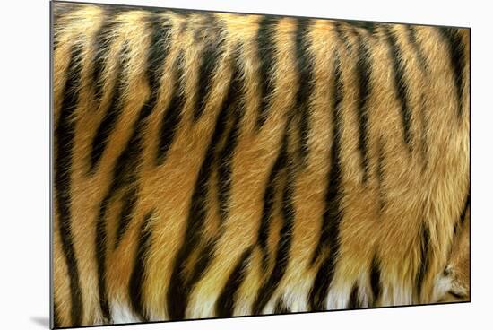 Texture of Real Tiger Skin-byrdyak-Mounted Premium Photographic Print