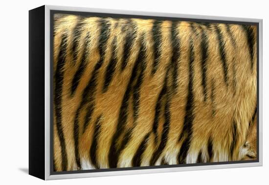 Texture of Real Tiger Skin-byrdyak-Framed Premier Image Canvas