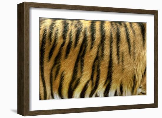 Texture of Real Tiger Skin-byrdyak-Framed Photographic Print