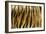 Texture of Real Tiger Skin-byrdyak-Framed Photographic Print