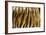 Texture of Real Tiger Skin-byrdyak-Framed Photographic Print