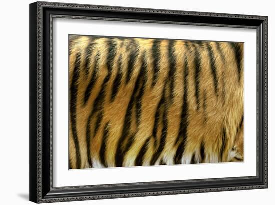 Texture of Real Tiger Skin-byrdyak-Framed Photographic Print