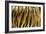 Texture of Real Tiger Skin-byrdyak-Framed Photographic Print