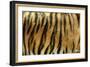 Texture of Real Tiger Skin-byrdyak-Framed Photographic Print