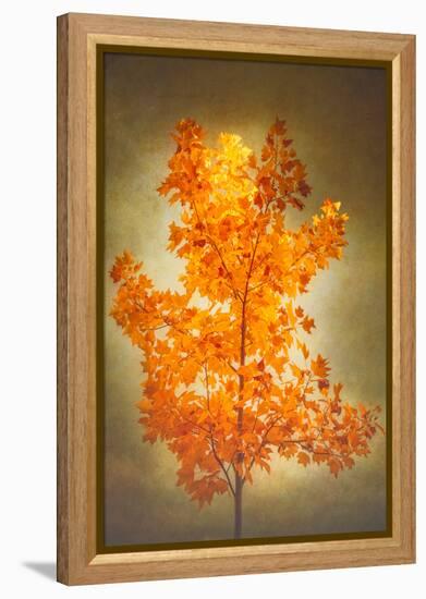 Textured Autumn-Philippe Sainte-Laudy-Framed Premier Image Canvas