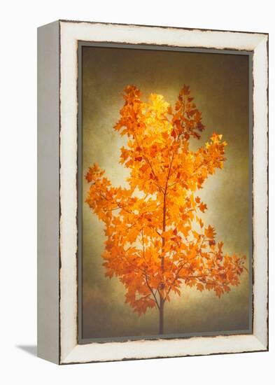 Textured Autumn-Philippe Sainte-Laudy-Framed Premier Image Canvas