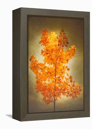 Textured Autumn-Philippe Sainte-Laudy-Framed Premier Image Canvas