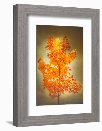 Textured Autumn-Philippe Sainte-Laudy-Framed Photographic Print