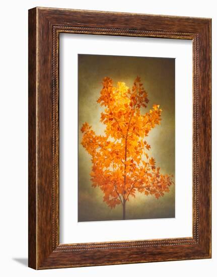 Textured Autumn-Philippe Sainte-Laudy-Framed Photographic Print