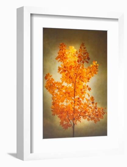 Textured Autumn-Philippe Sainte-Laudy-Framed Photographic Print