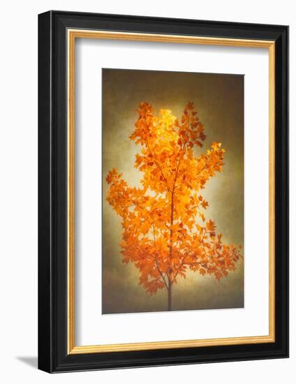 Textured Autumn-Philippe Sainte-Laudy-Framed Photographic Print