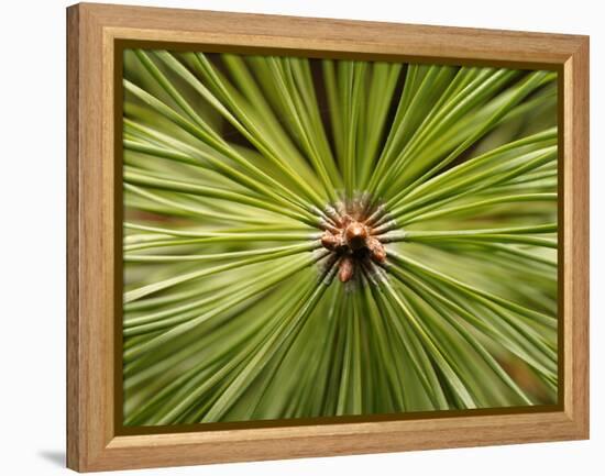 Textured Background-null-Framed Premier Image Canvas