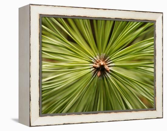 Textured Background-null-Framed Premier Image Canvas