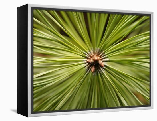 Textured Background-null-Framed Premier Image Canvas