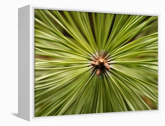 Textured Background-null-Framed Premier Image Canvas