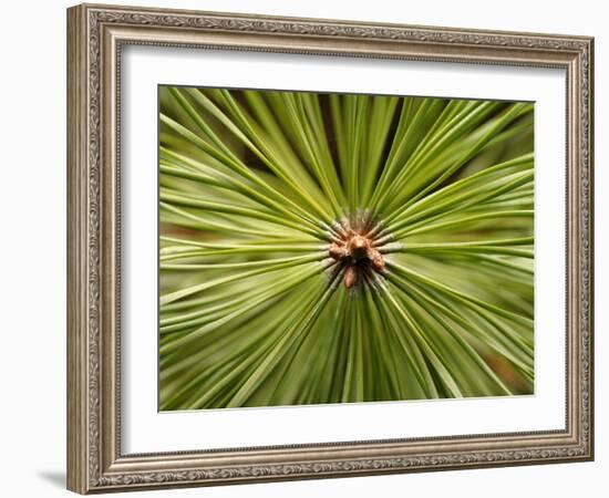 Textured Background-null-Framed Photographic Print