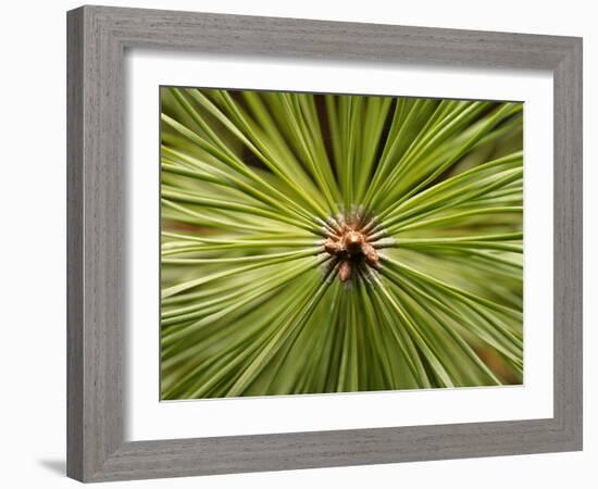 Textured Background-null-Framed Photographic Print