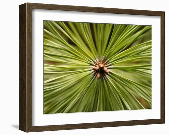 Textured Background-null-Framed Photographic Print