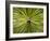 Textured Background-null-Framed Photographic Print