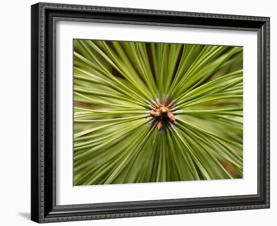 Textured Background-null-Framed Photographic Print