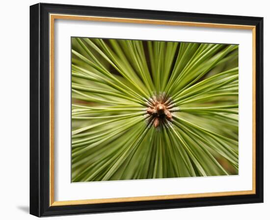 Textured Background-null-Framed Photographic Print