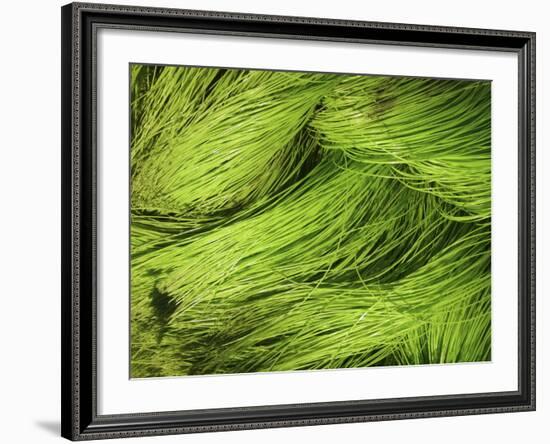 Textured Background-null-Framed Photographic Print