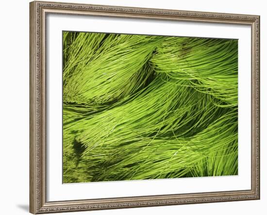 Textured Background-null-Framed Photographic Print