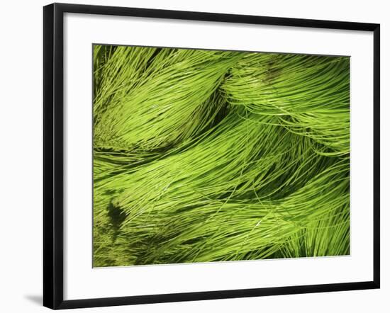 Textured Background-null-Framed Photographic Print