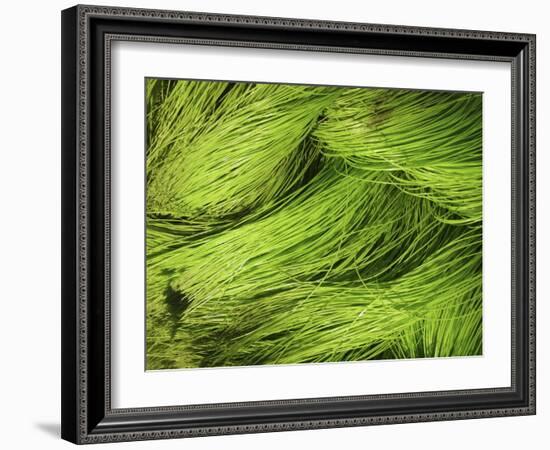 Textured Background-null-Framed Photographic Print