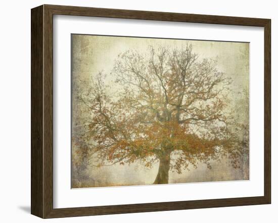 Textured Tree-Philippe Manguin-Framed Photographic Print