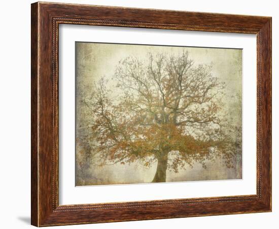 Textured Tree-Philippe Manguin-Framed Photographic Print