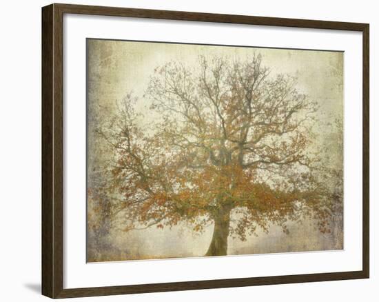 Textured Tree-Philippe Manguin-Framed Photographic Print