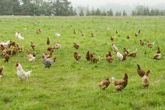 A Group of Free Range Chickens Feed in a Field in Northern California-TFoxFoto-Photographic Print