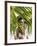 Thai-Caucasian Woman, Phuket, Thailand, Southeast Asia-Angelo Cavalli-Framed Photographic Print