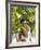 Thai-Caucasian Woman, Phuket, Thailand, Southeast Asia-Angelo Cavalli-Framed Photographic Print